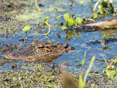 Best Places to Photograph Wildlife Near Gainesville, Florida