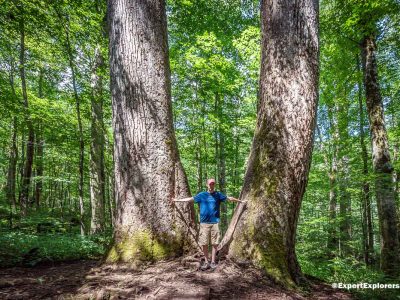 Joyce Kilmer Memorial Forest: Best Kept Secret In Western Carolina