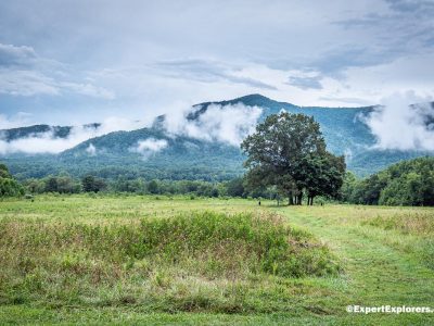 Cades Cove: Wildlife Safari in the Great Smoky Mountains