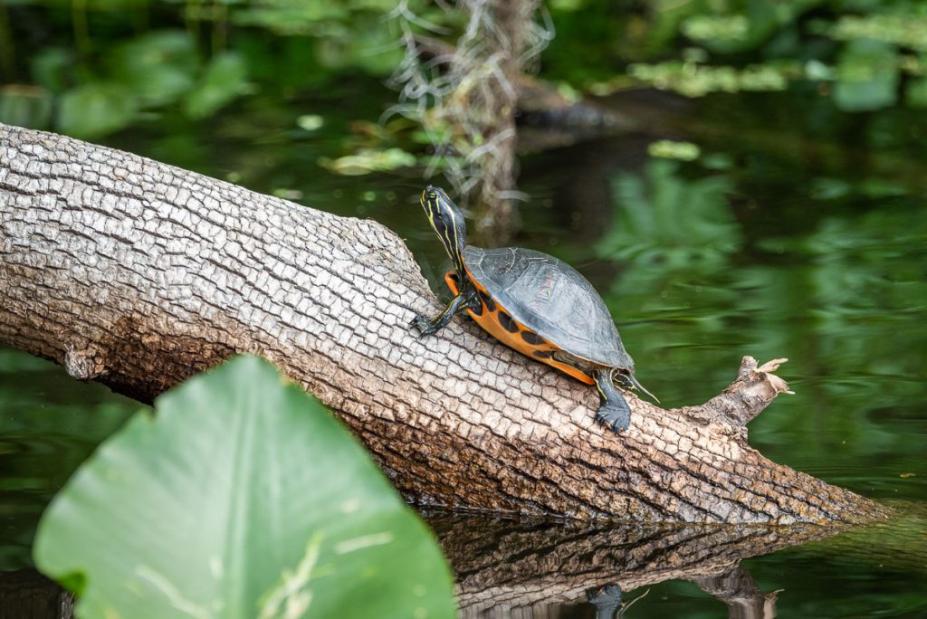 Florida Re-bellied Cooter Turtle sitting on log, De Leon Springs, Florida_