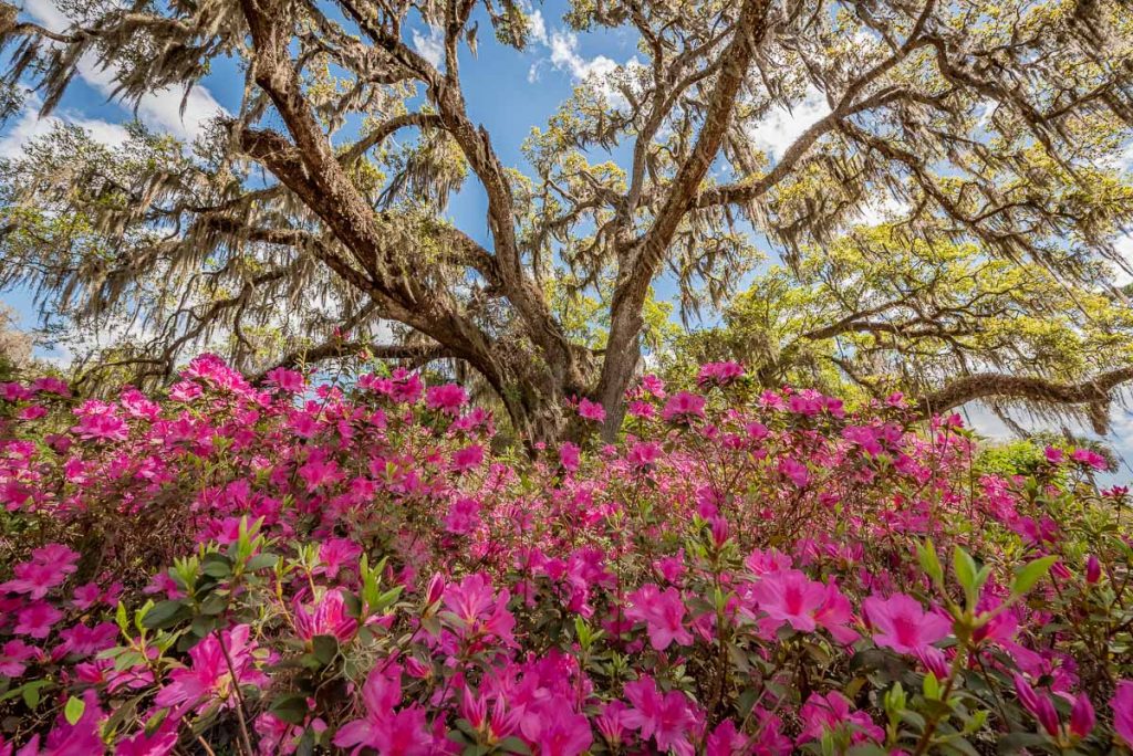 Pink azaleas surround the giant Live Oaks in color, De Leon Springs, Florida_