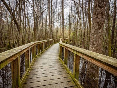 7 Reasons The Congaree National Park is Worth Visiting