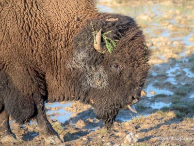 Lake Yellowstone Photo Safari: What to Expect