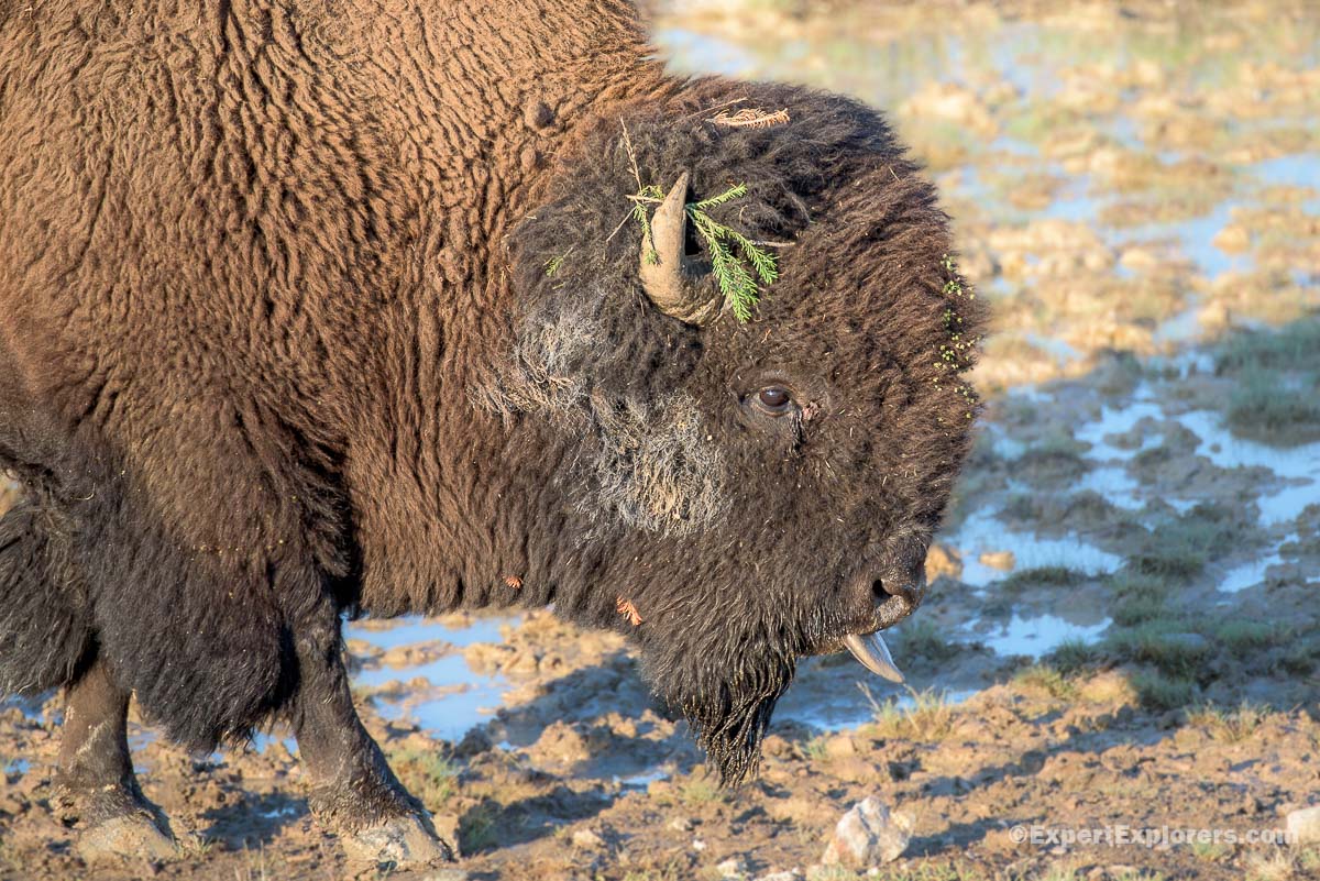 You are currently viewing Lake Yellowstone Photo Safari: What to Expect