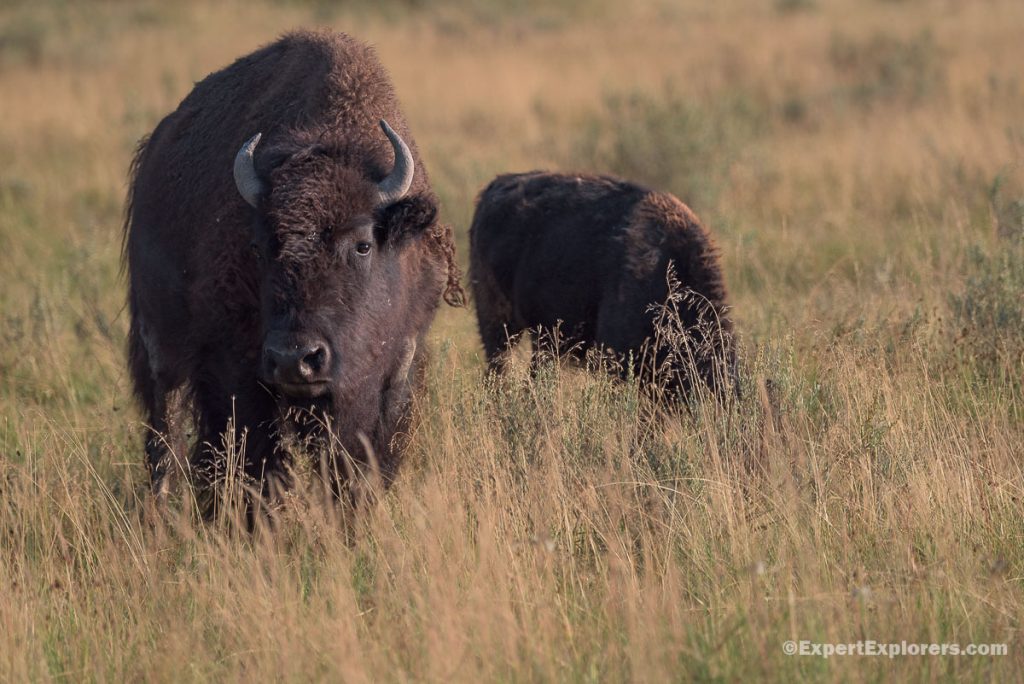 Female bison with young grazing in field, Yellowstone National Park, Wyoming