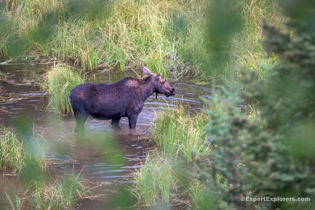 Moose in Moose Pond, Jenny Lake Visitor Center, Grand Teton, Wyoming