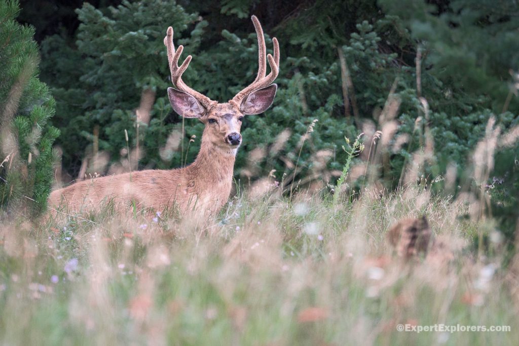 Mule Deer, Jenny Lake Visitor Center, Grand Teton, Wyoming