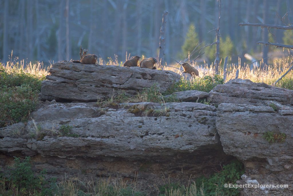 marmots on the rocks in the morning sun, Yellowstone National Park, Wyoming