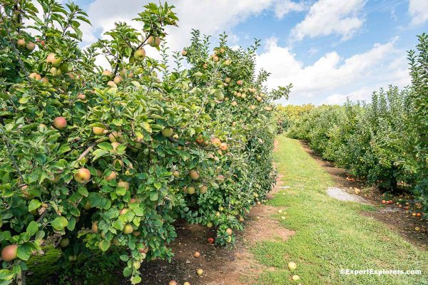 Apple orchard in Hendersonville, North Carolina